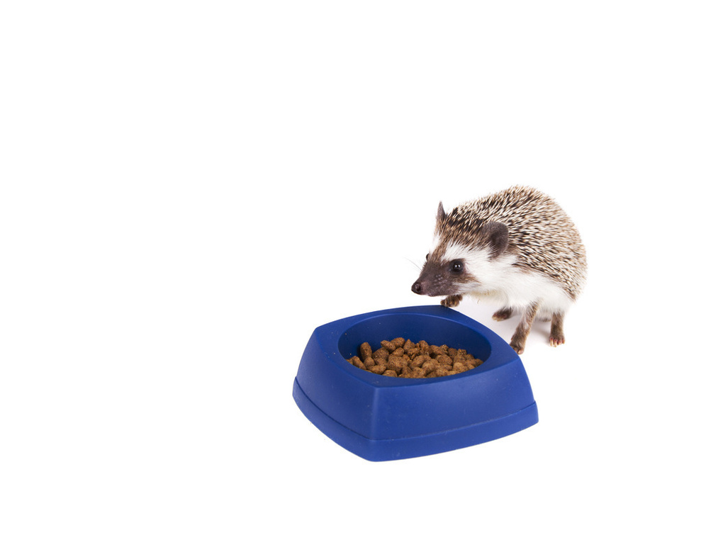 ハリネズミの餌人気おすすめ10選！餌の量も食いつきもよい商品を紹介