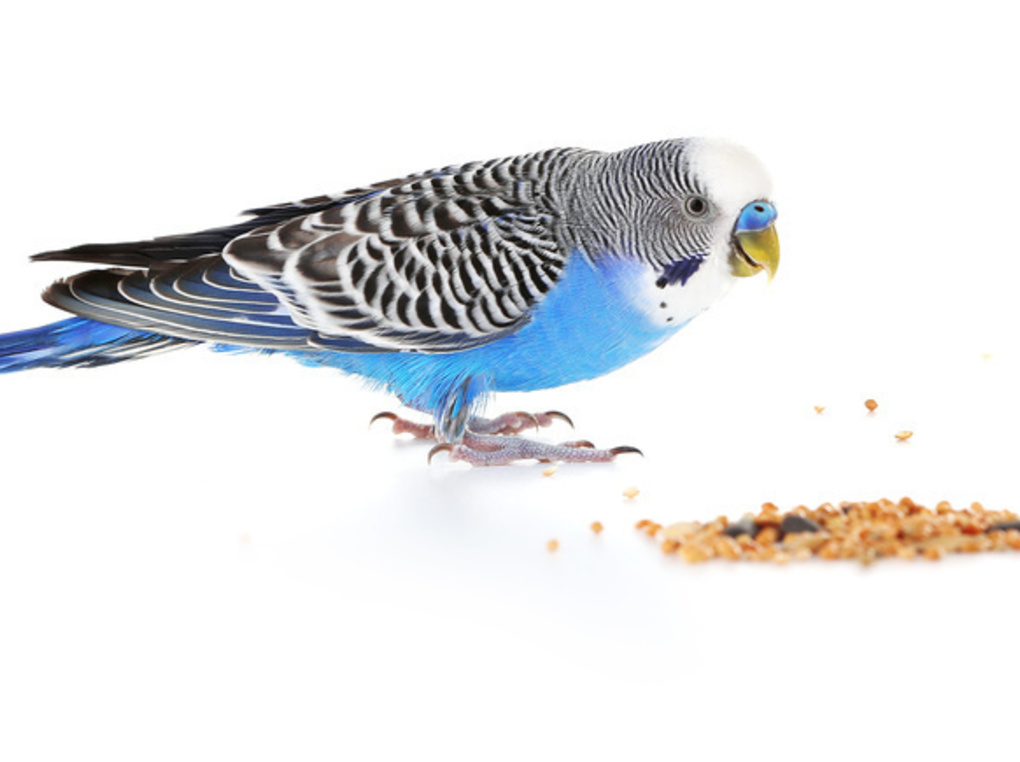 セキセイインコ用ペレット人気おすすめ9選！ペットドクターが選び方を解説