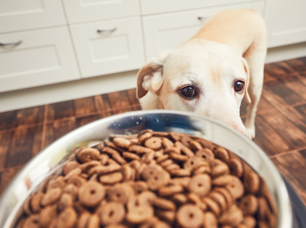 犬用食器人気おすすめ8選【専門家に聞く】愛犬に合う選び方や早食い防止食器も紹介