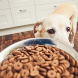 犬用食器の人気おすすめ8選｜おしゃれで可愛い陶器製や早食い防止食器も！