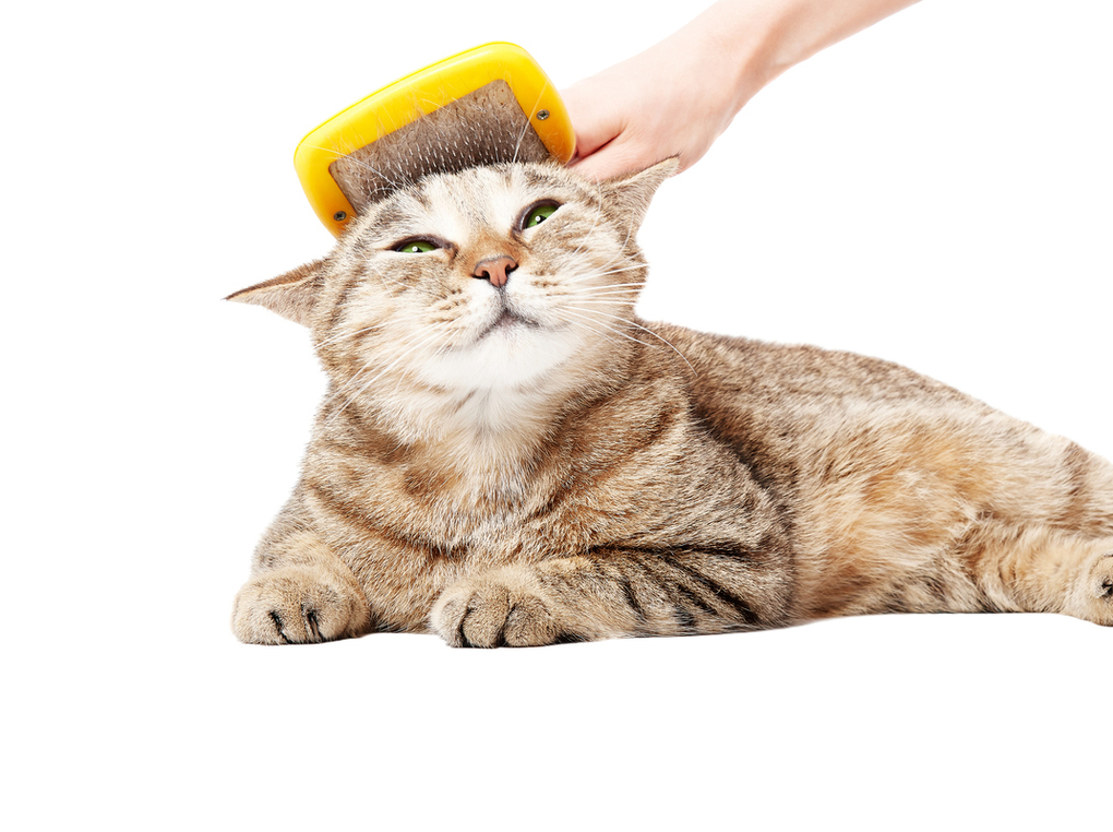 猫の毛玉ケア人気おすすめ13選！食物繊維が豊富なものを