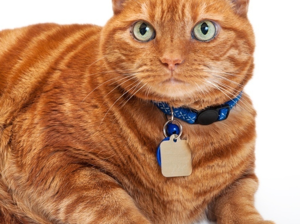 猫用迷子札の人気おすすめ8選！軽量・QRコード・セーフティバックル付きタイプも