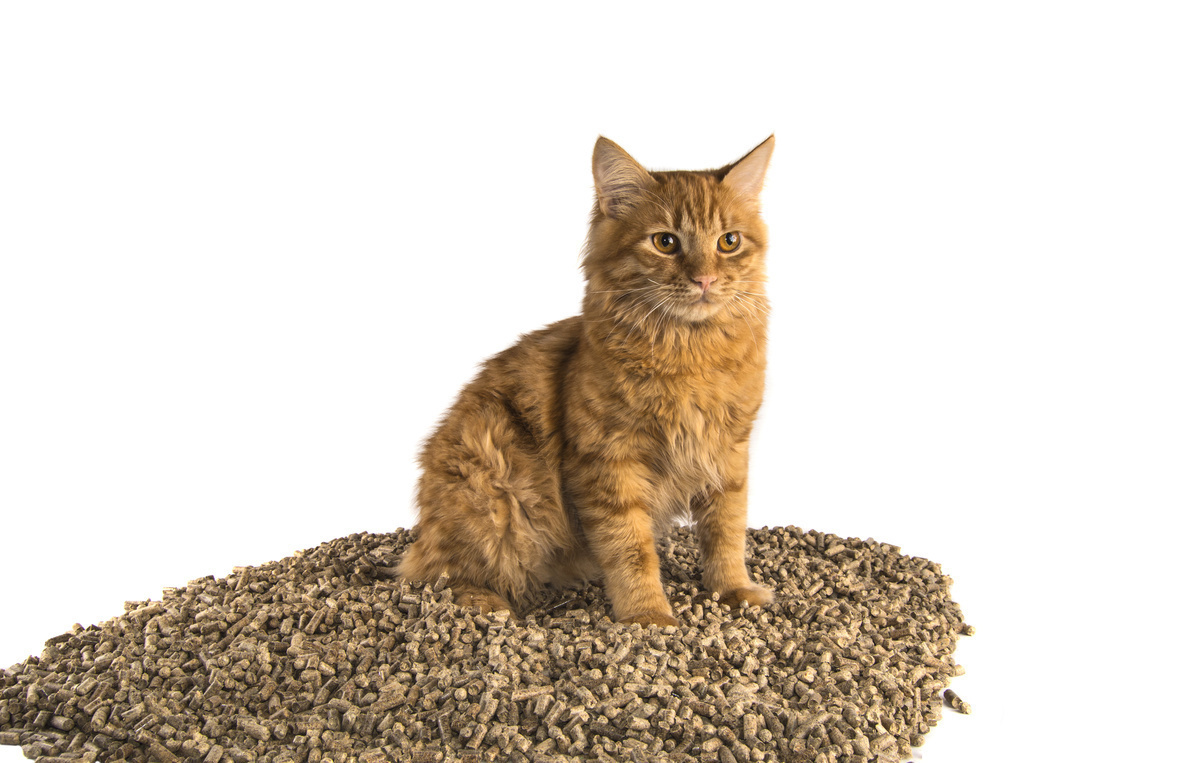 猫用トイレマットのおすすめ商品11選【猫砂の飛び散りを防ぐ】滑り止めつきも！ | マイナビおすすめナビ