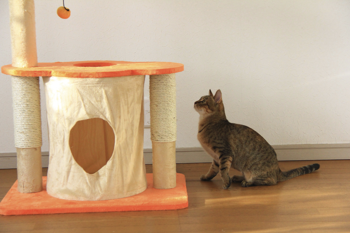 1匹向けキャットタワーおすすめ8選｜猫が喜ぶ！【ストレス発散や ...