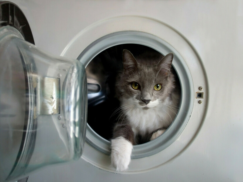 猫用シャンプー人気おすすめ25選！頻度・やり方も解説【水不要、タオルタイプなど】