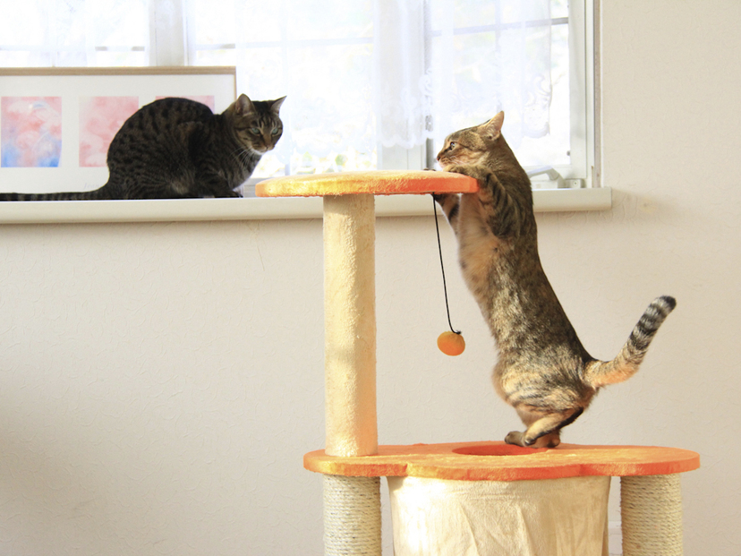 多頭飼い向けのキャットタワー人気おすすめ6選！大型猫対応やおしゃれな木製も
