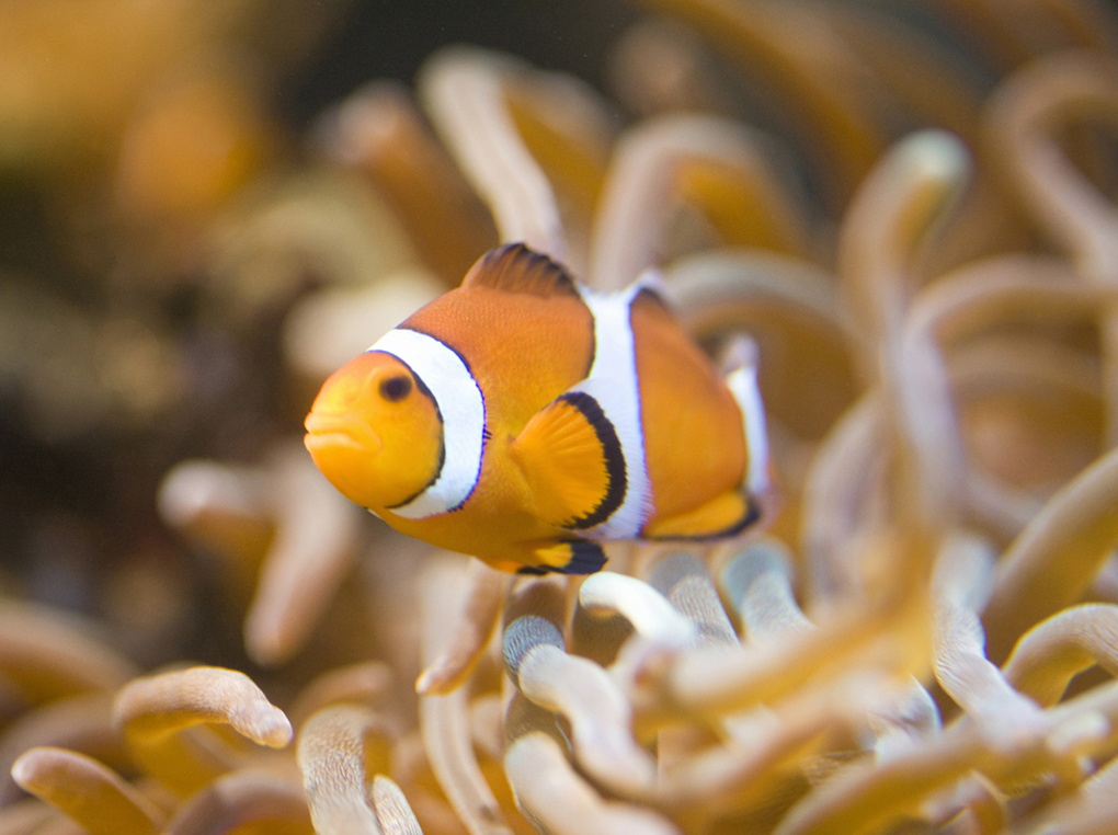 魚図鑑の人気おすすめ11選！楽しく学べる子供用から大人用まで【深海図鑑やアプリ連動も】