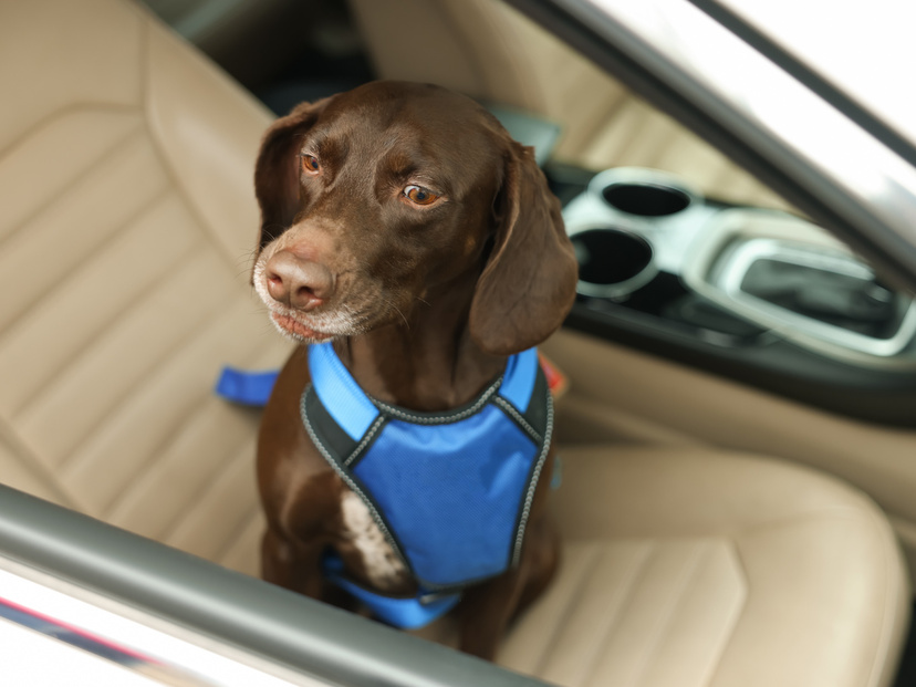 犬用シートベルトおすすめランキング10選【しないと捕まる？】愛犬とのドライブは安全に楽しもう