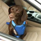 犬用シートベルトおすすめランキング10選【しないと捕まる？】愛犬とのドライブは安全に楽しもう