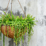 観葉植物を吊るしておしゃれに飾る！おすすめのアイディアを紹介