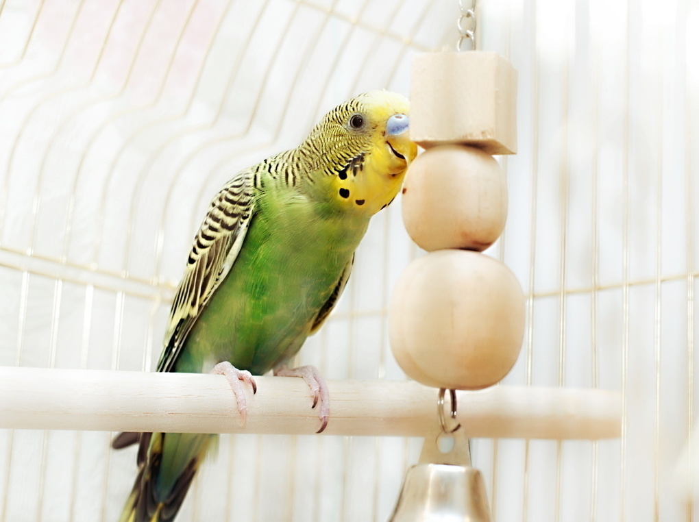 セキセイインコ用おもちゃの人気おすすめ7選！ペットドクターが選び方を解説