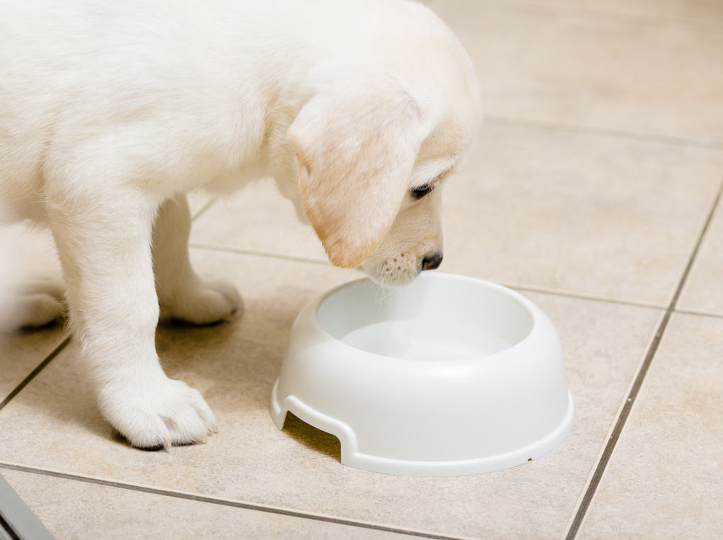 犬用水入れ人気おすすめ9選【飲みやすい】散歩に便利な持ち運び用や自動給水など