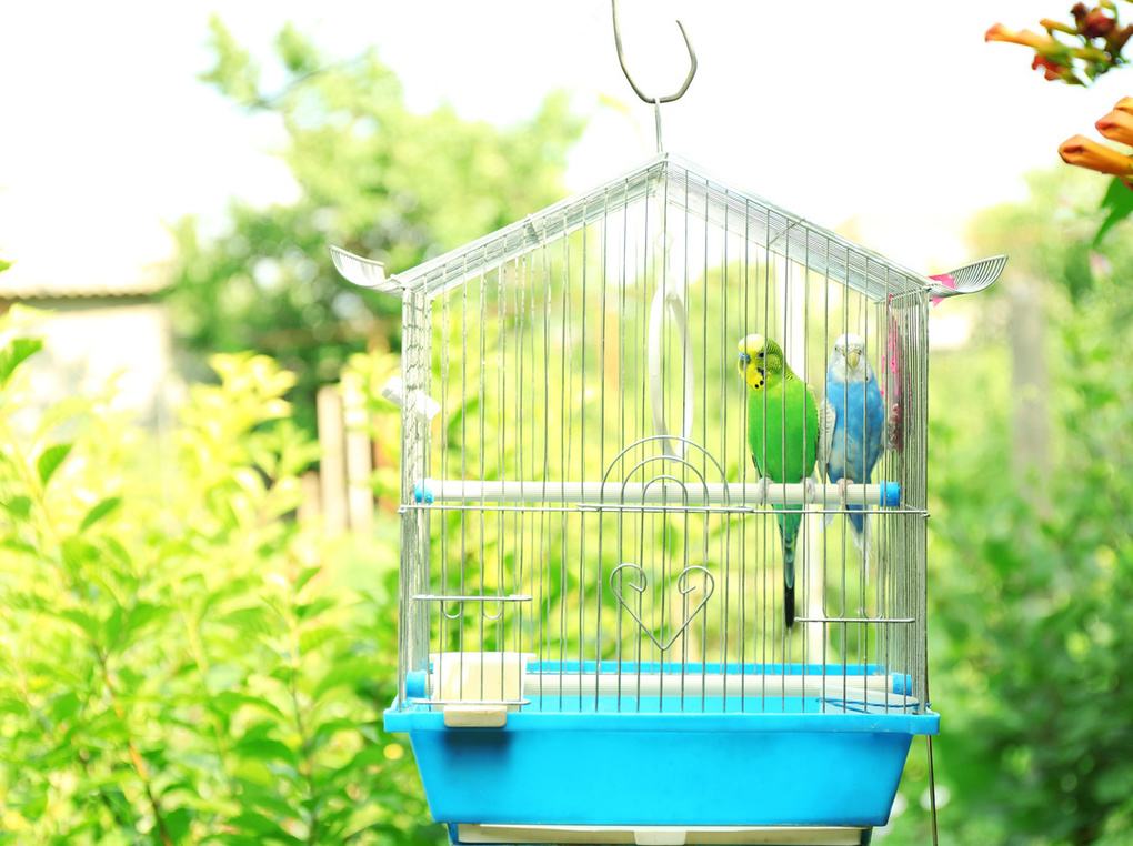 セキセイインコのケージ人気おすすめ6選【ペットドクター解説】大きさやレイアウトに注目
