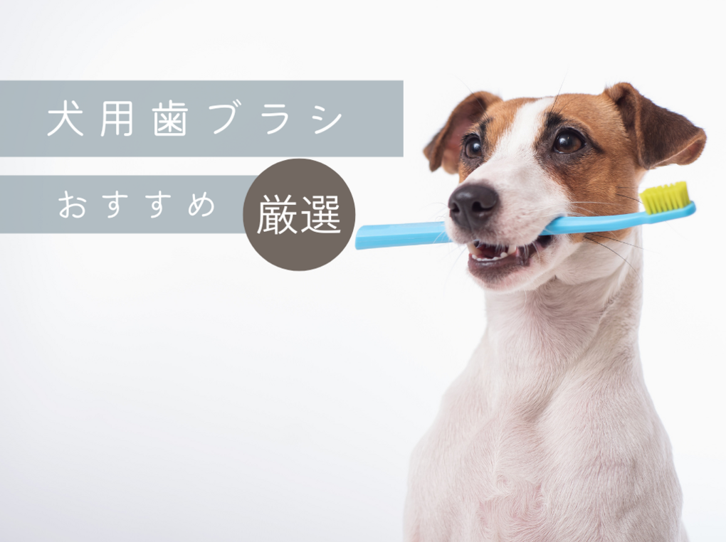 【動物病院院長に聞く】犬用歯ブラシの人気おすすめ10選｜歯周病や口臭予防に