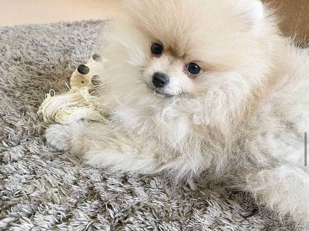 小型犬用ドッグフード人気おすすめ13選！選び方や無添加フードも紹介【安全でおいしい】