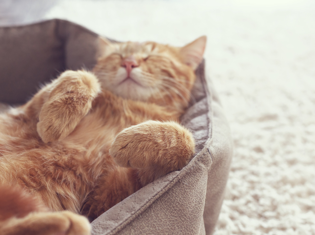 猫用ベッドおすすめ14選【洗えるタイプも】おしゃれで猫も快適！