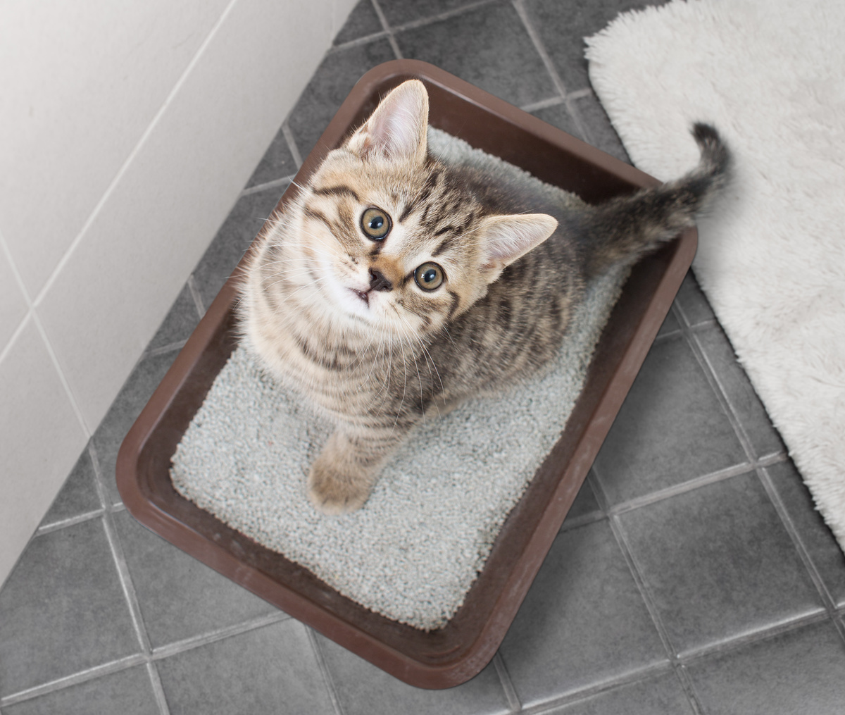 猫用システムトイレのおすすめ11選【お手入れ簡単・臭わない】人気のデオトイレも！ | マイナビおすすめナビ