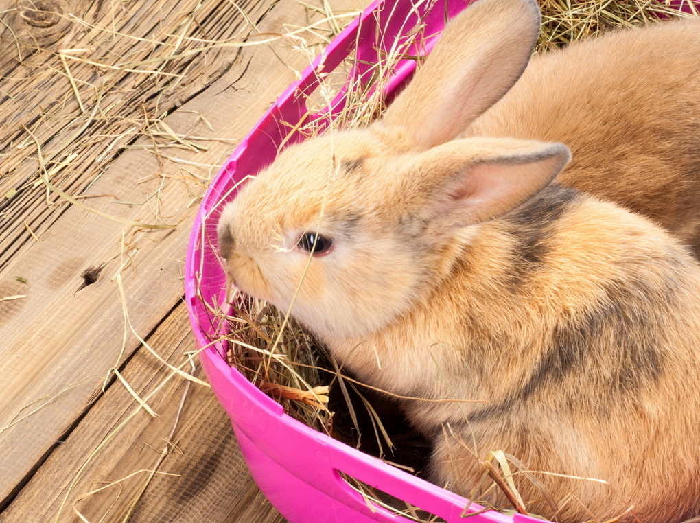 うさぎ用牧草入れの人気おすすめ15選！散らかりにくい引き出しタイプやボール型も