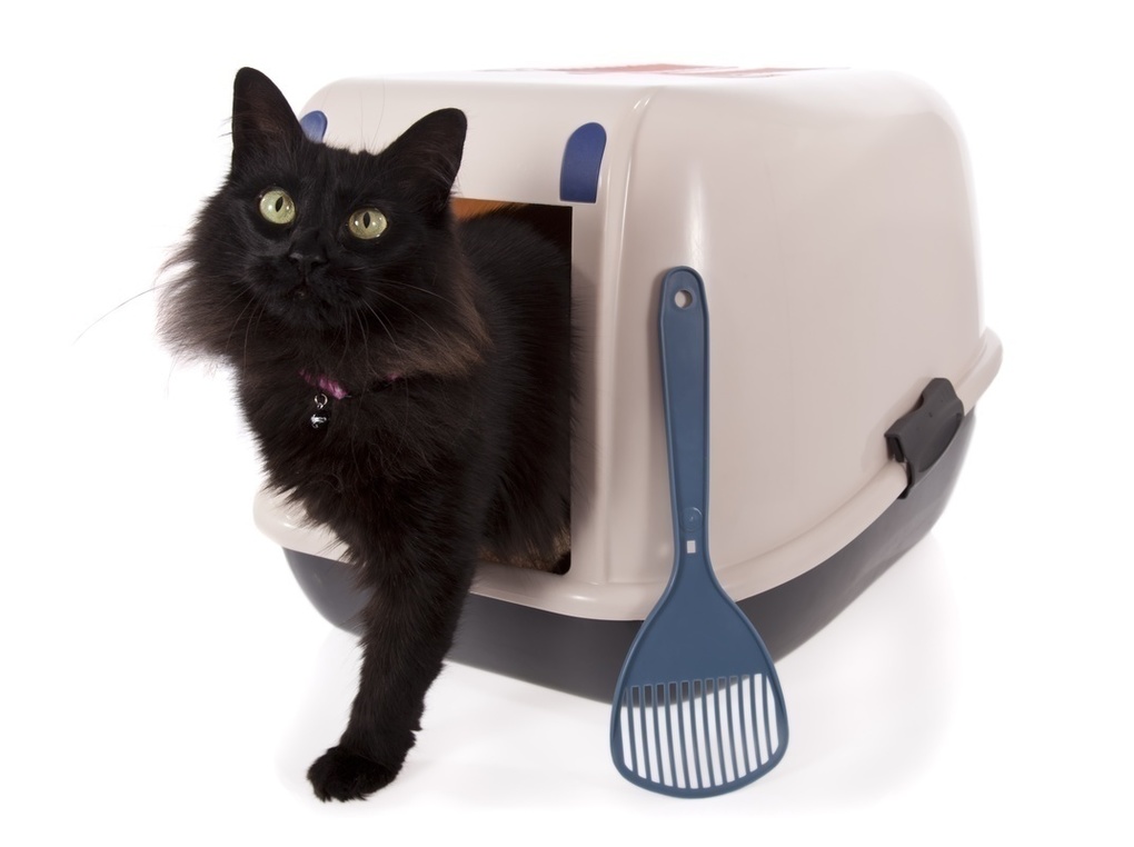 猫用トイレの人気おすすめ15選！臭わず清潔に保てる◎使いやすい商品を厳選