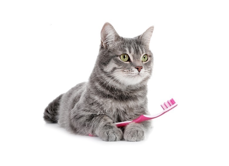 234円 超特価SALE開催 シズ吉 猫のはぶらし 猫 猫用歯磨き 歯みがき デンタルケア