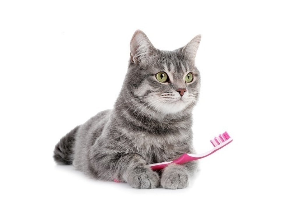 猫用歯ブラシのおすすめ12選【獣医師が解説】磨きやすいシートタイプも！