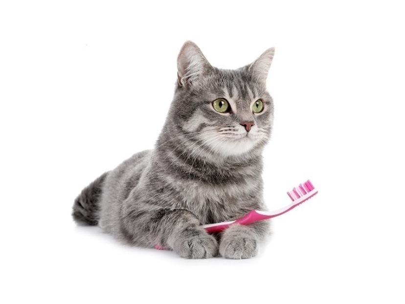 猫用歯ブラシのおすすめ12選【獣医師が解説】磨きやすいシートタイプも ...