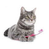 猫用歯ブラシのおすすめ11選【獣医師が解説】磨きやすいシートタイプも！