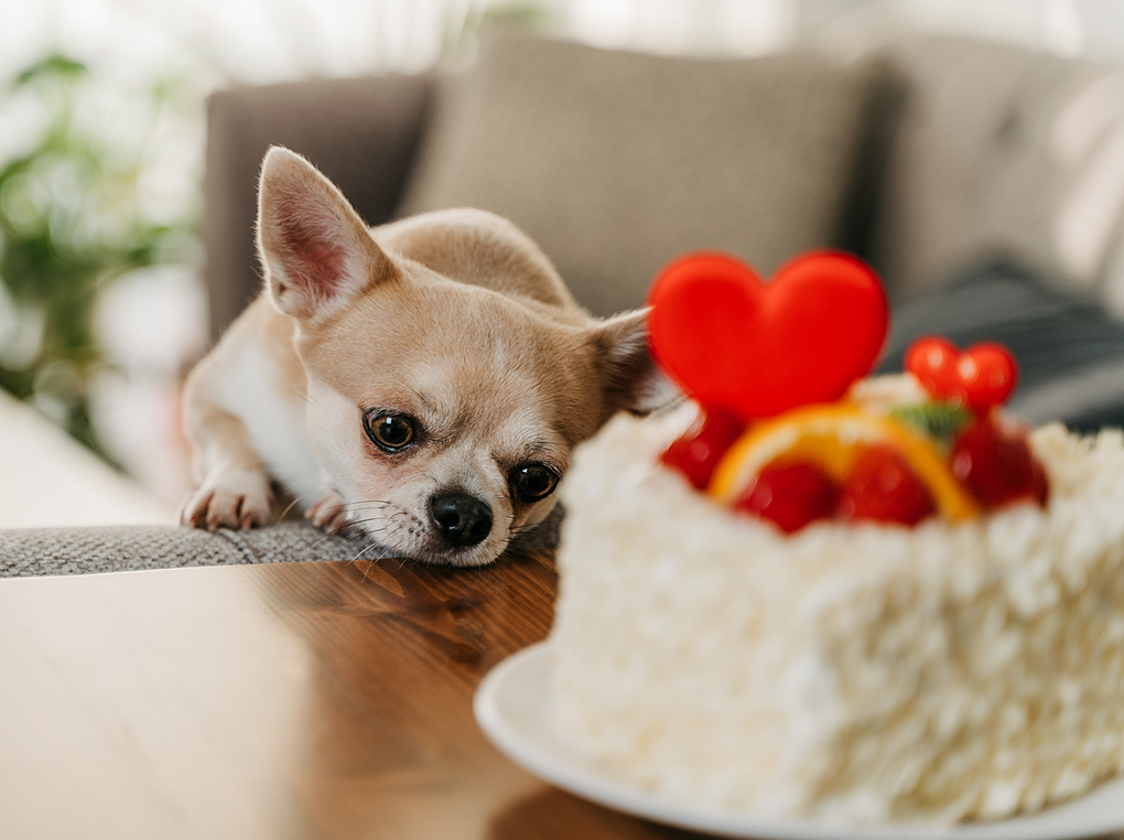 犬用ケーキ人気おすすめ12選【プロに聞く】通販で買えるかわいい無添加ケーキも