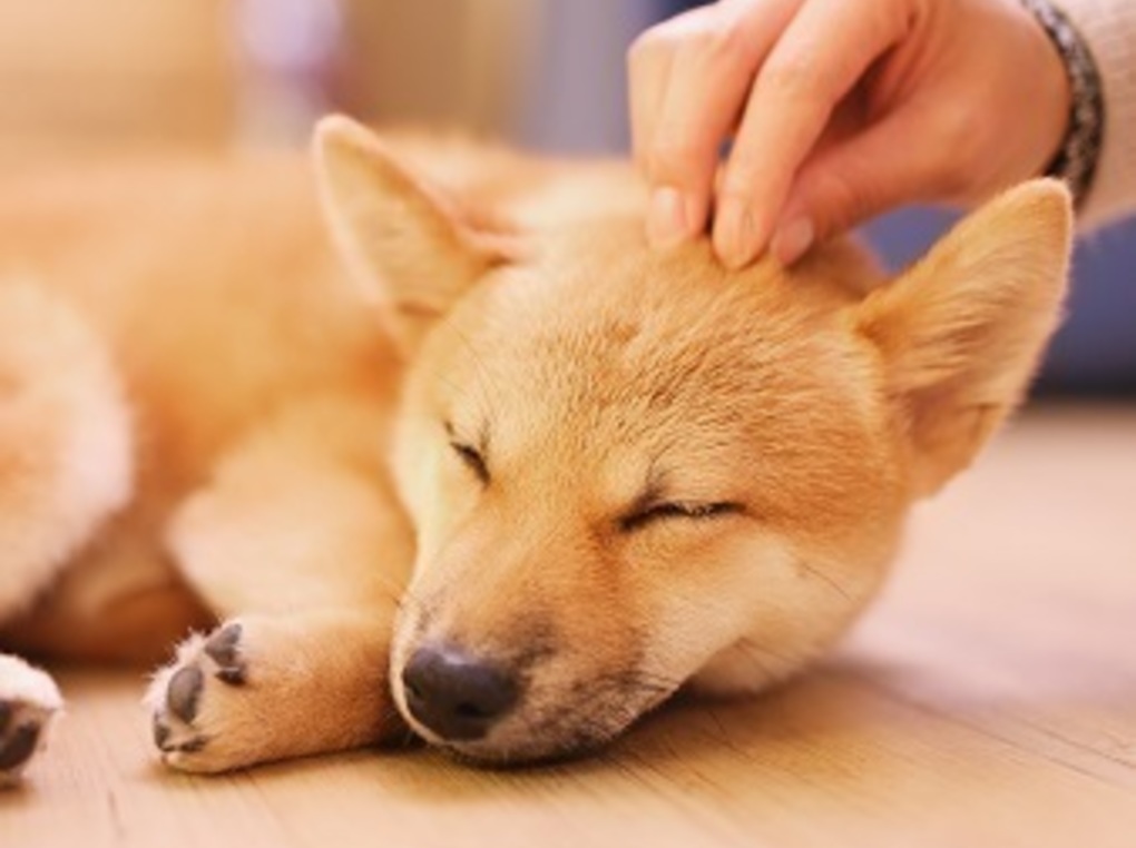 犬用グルーミングスプレー人気おすすめ15選！毛玉ほぐしや絡まりが気になるブラッシングに