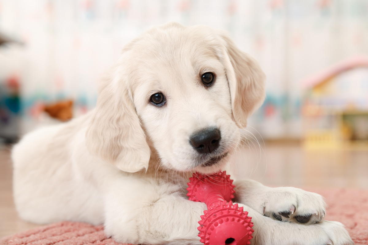 犬用の知育玩具おすすめ25選｜ペットが喜ぶおもちゃを紹介 | マイナビおすすめナビ