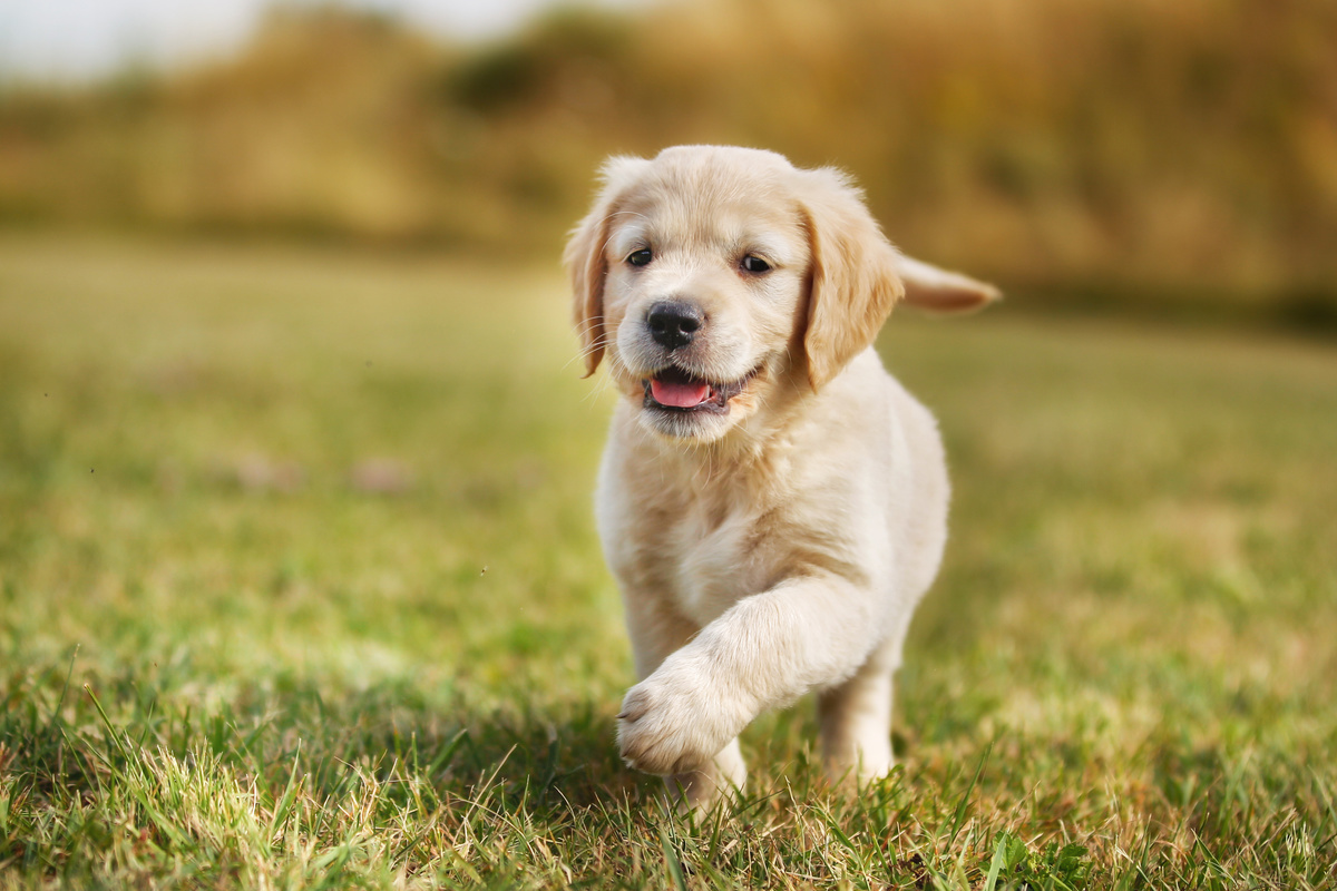 ついに再販開始 犬の首輪 犬の子犬のために子犬のペットの首輪 Lコード limoroot.com