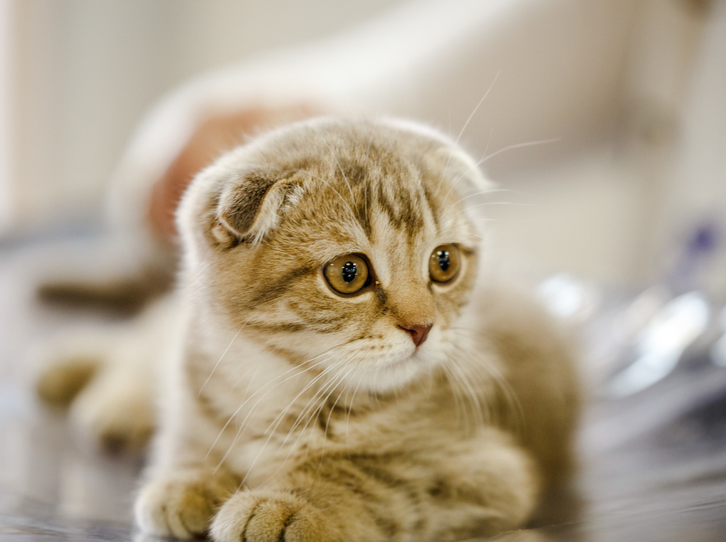 猫用ケージ人気おすすめ17選！トイレを設置しやすい大型や2匹用など【安定感が重要】