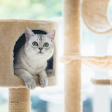 キャットタワーの人気おすすめ20選｜愛猫も喜ぶおしゃれでかわいい商品を厳選！