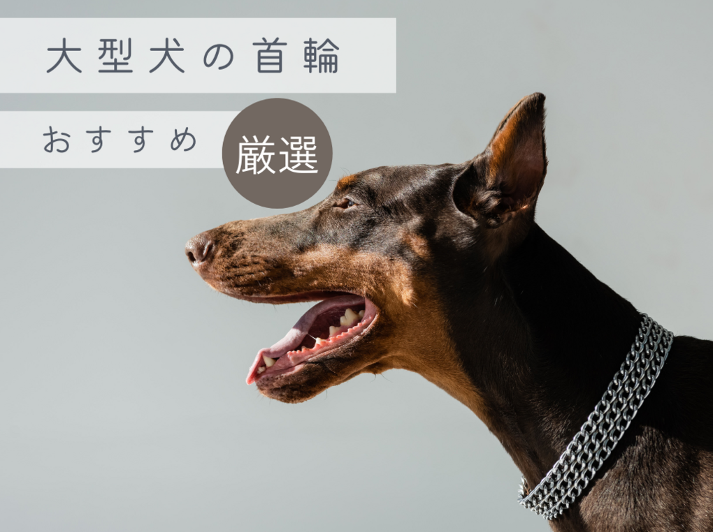 大型犬 首輪 安い かっこいい