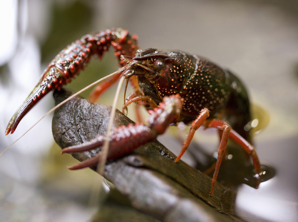 ザリガニの餌人気おすすめ13選！カルシウム、動・植物性原料配合の商品も