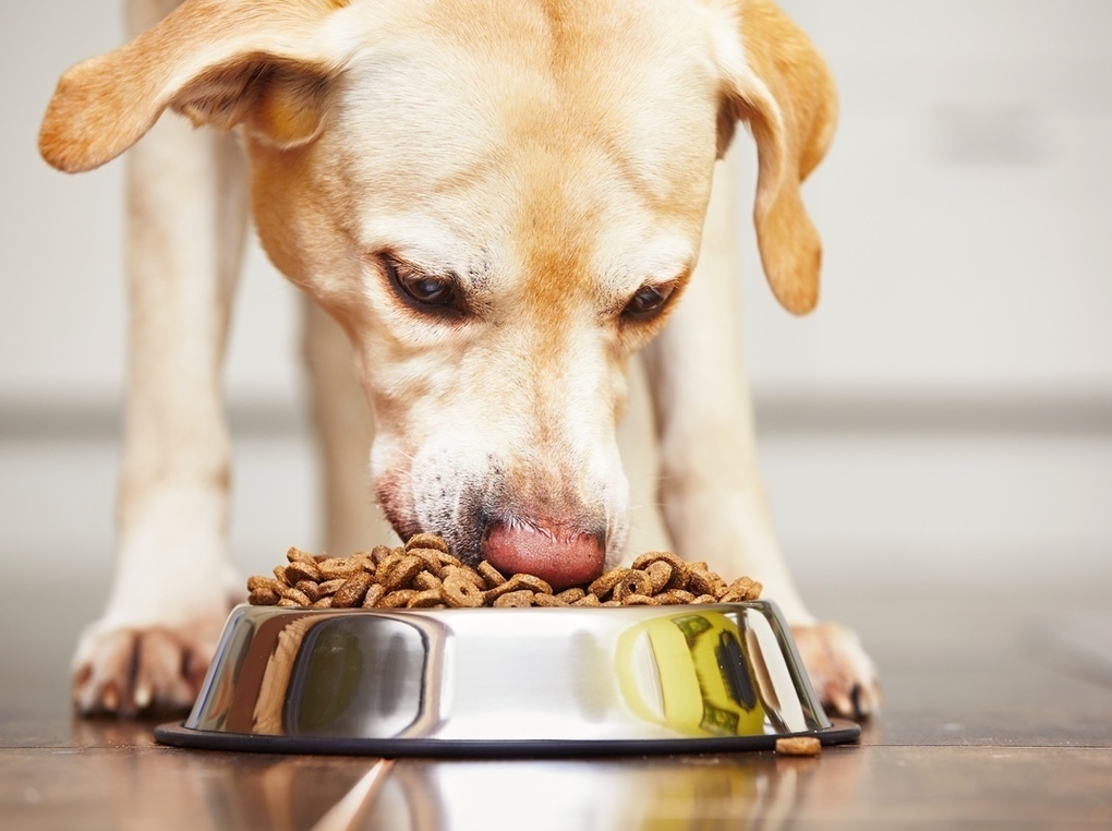 犬用の早食い防止食器人気おすすめ16選【丸呑み軽減】ステンレス製や陶器製も