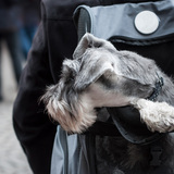 犬用スリング人気おすすめ19選！プロが解説！ワンちゃんも飼い主も快適