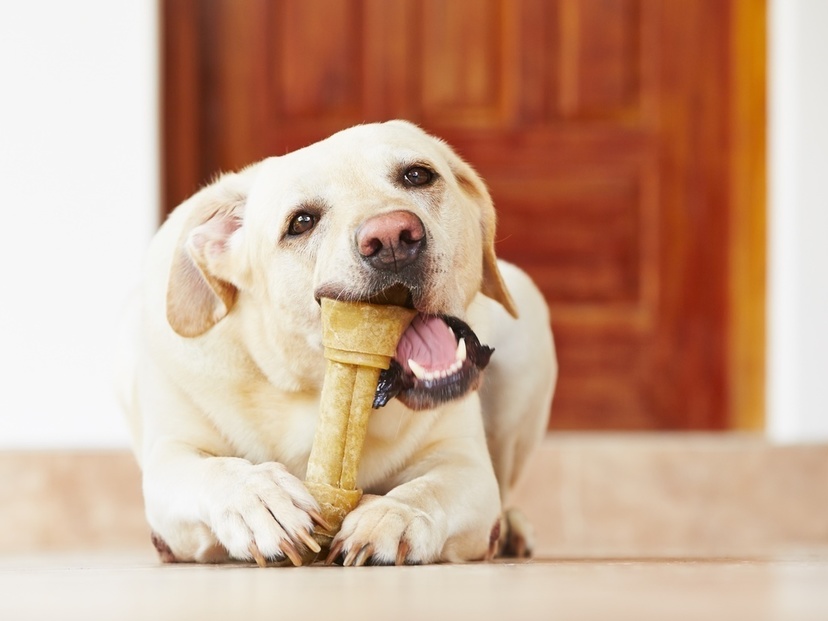 犬用歯磨きガムおすすめ7選 犬の心理栄養カウンセラーが選ぶ マイナビおすすめナビ