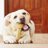 犬用歯磨きガムおすすめ6選｜口臭対策・デンタルケア【人気のグリニーズも！】