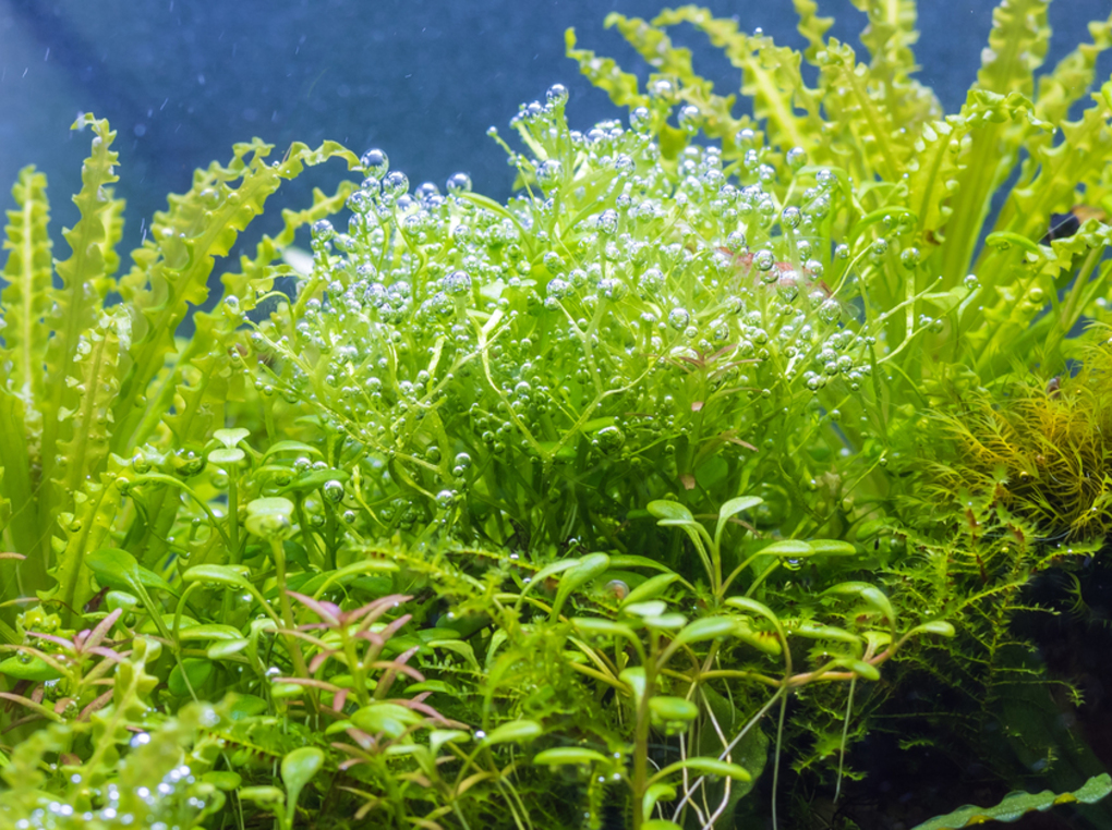 値下げ☆【自動CO2添加】水草水槽に最適なレギュレーターの