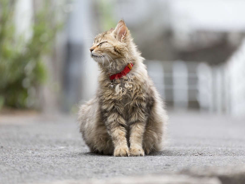 獣医師が解説】猫用首輪おすすめ14選｜猫に負担が少ないものを