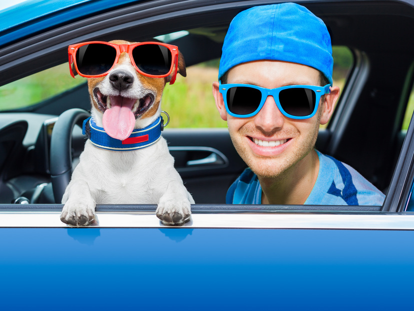 ドライブボックス・ベッドおすすめ14選｜愛犬とのドライブを安全に楽しもう！