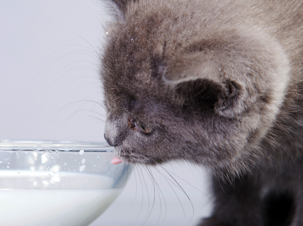 猫用ミルクおすすめ11選【子猫・成猫・シニア猫に】愛猫に合ったミルクを