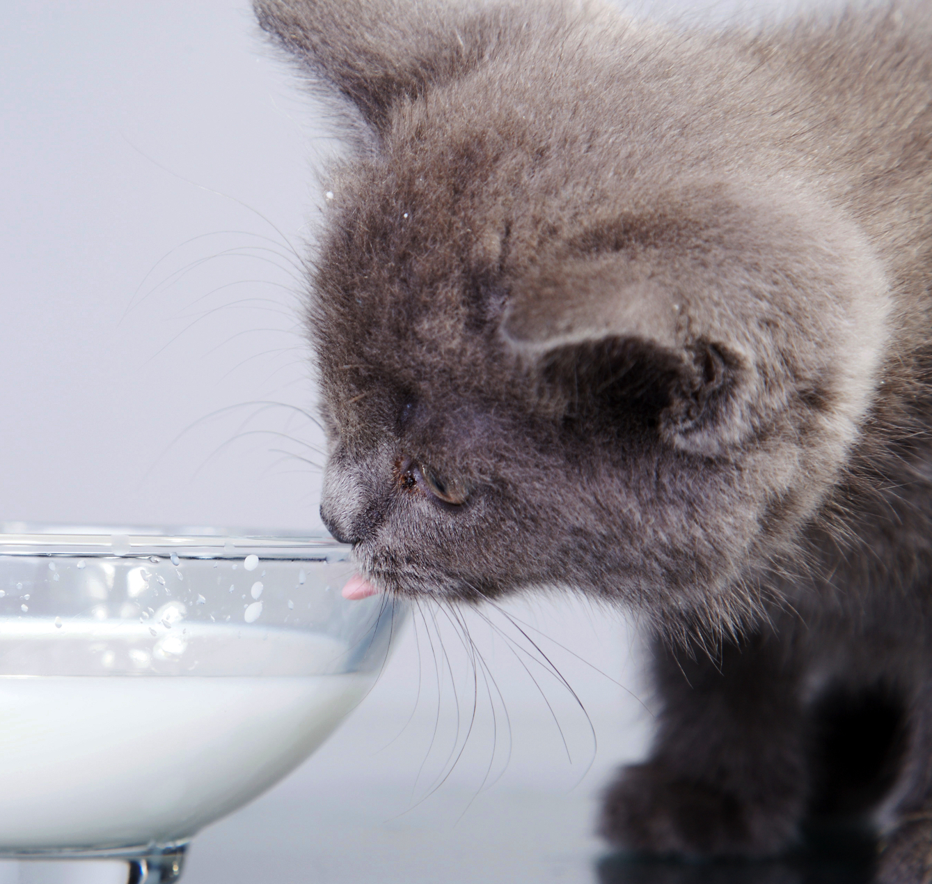 猫用ミルクおすすめ11選【子猫・成猫・シニア猫に】人間の牛乳は ...
