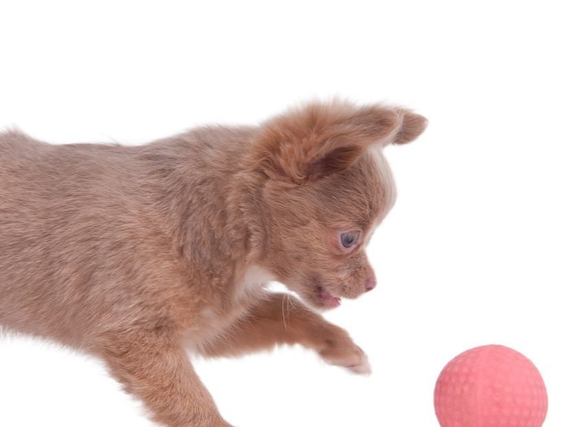 年版 犬用の知育玩具おすすめ17選 ペットが喜ぶおもちゃを紹介 マイナビおすすめナビ