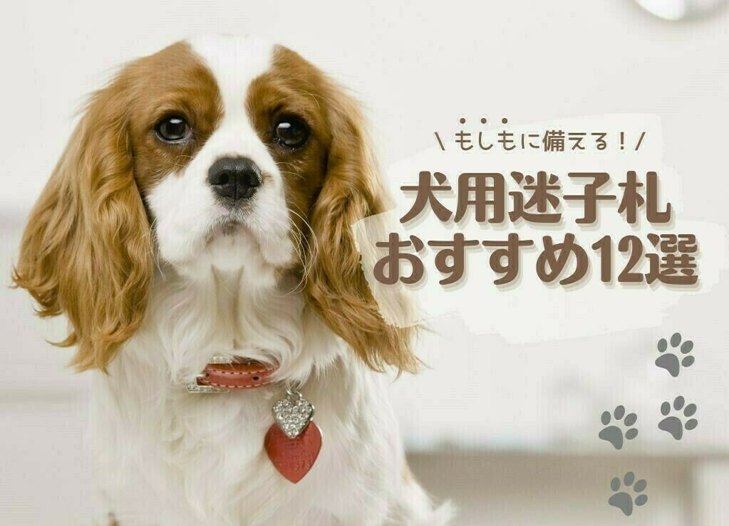 プロに聞く！犬用迷子札おすすめ12選｜愛犬に負担がすくないチョーカー