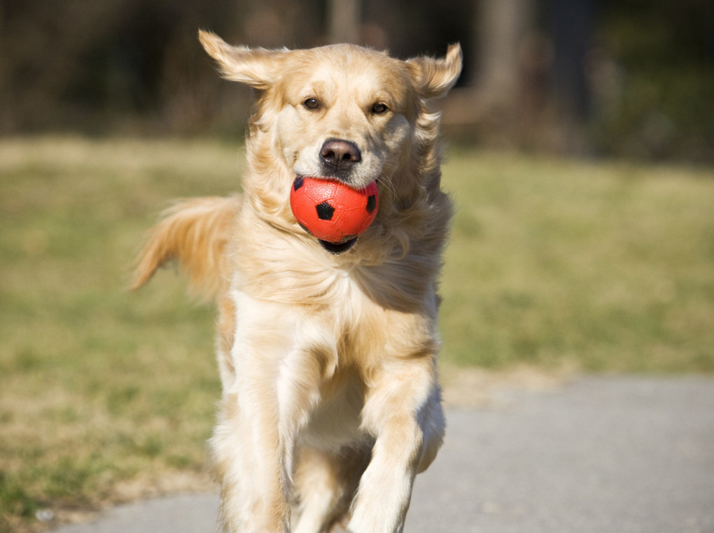犬用ボールおすすめ5選｜ドッグトレーナーが解説【楽しく遊んでトレーニング】