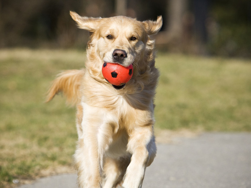 犬用ボールおすすめ5選｜ドッグトレーナーが解説【楽しく遊んでトレーニング】