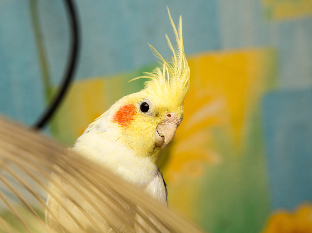 オカメインコ用ペレット人気おすすめ9選！国産・オーガニック商品も
