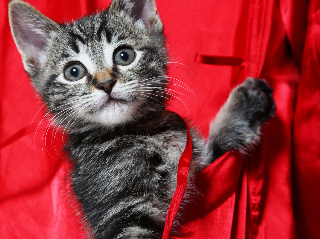 猫用キャリーリュック人気おすすめ7選【遠出に便利】窓付きの宇宙船型も